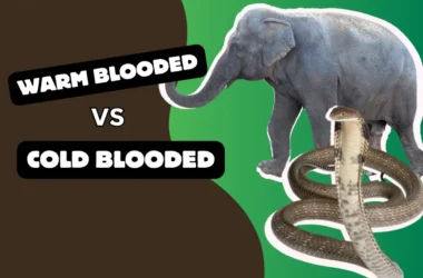warm blooded vs cold blooded
