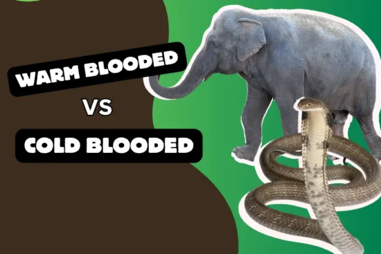 warm blooded vs cold blooded